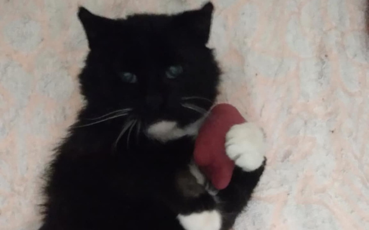 Czarny kot trzymający w łapach mały przedmiot.