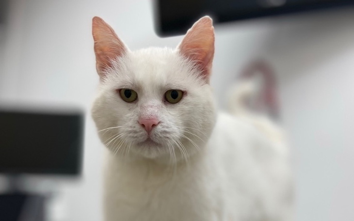 Zbiórka Pomóż nam uratować życie Kokoska - zdjęcie główne