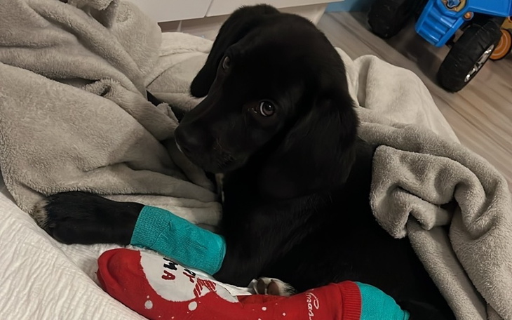 Zbiórka Luna - powrót do zdrowia - zdjęcie główne