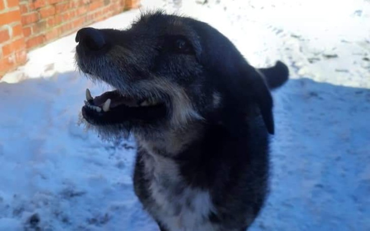 Zbiórka Na kastrację bezdomnego Kumpla - zdjęcie główne