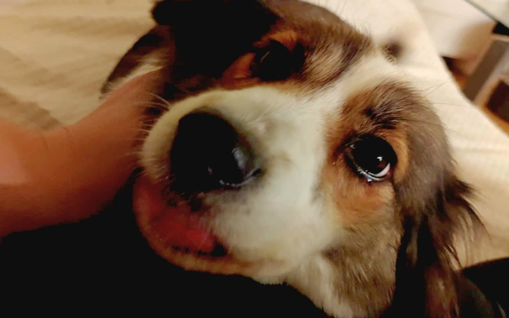 Pies z wyrazem radości, patrzący w obiektyw.