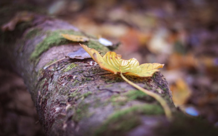 Zbiórka Pomóż w rozwoju (kupno gimbala) - zdjęcie główne