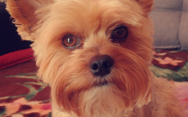 Zbiórka Na Operacje mojego Pupila - zdjęcie główne