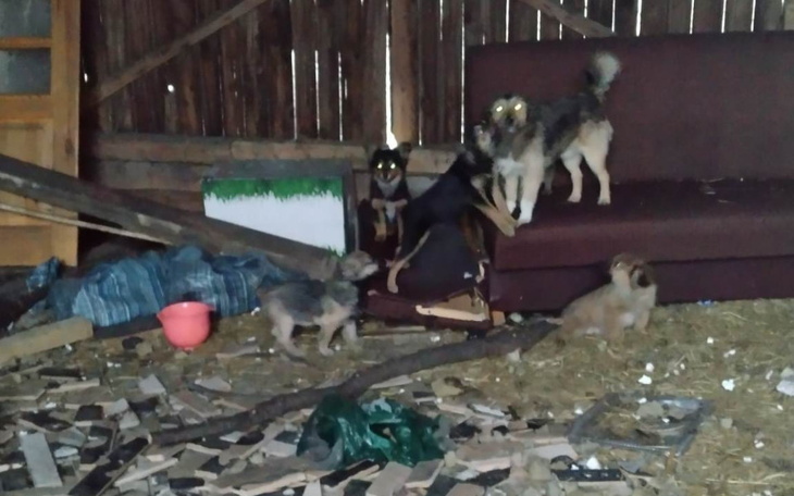 Zbiórka pomóżmy im znaleźć dom - zdjęcie główne