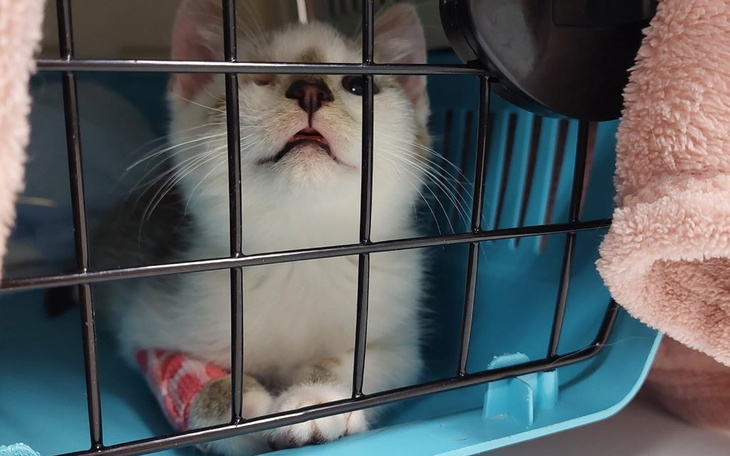 Kotek w klatce, patrzący na zewnątrz.