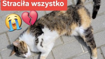 Zbiórka Na ratunek porzuconej koteczce - miniaturka zdjęcia