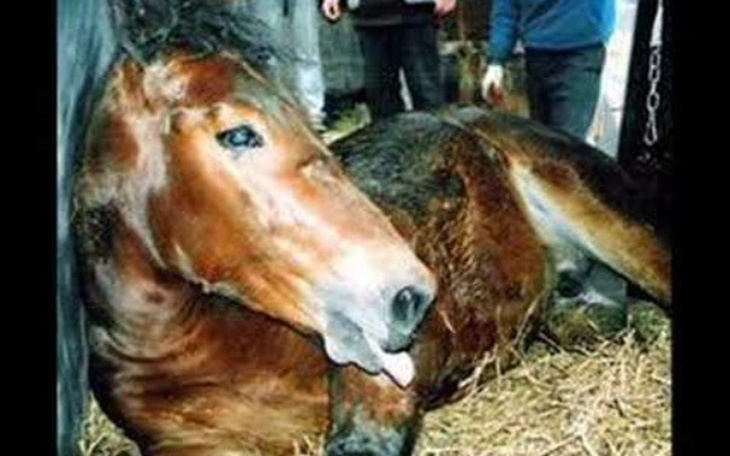 Zbiórka Ratujmy konie ostatnia chwila - zdjęcie główne