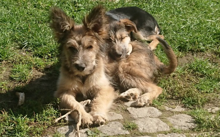 Zbiórka Karm mnie,kochaj i nie opuszczaj - zdjęcie główne