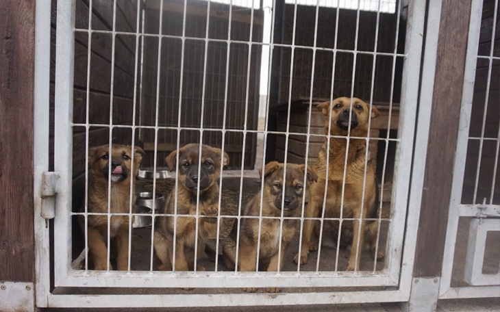Cztery szczeniaki w schronisku, czekające na nowy dom.