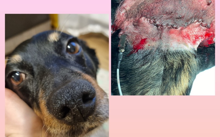 Zbiórka Lalunia prosi o pomoc - zdjęcie główne