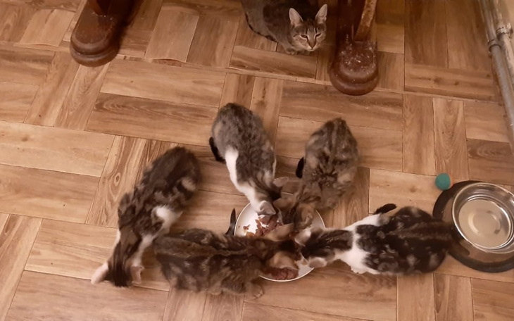 Zbiórka Karma i żwirek/listopad - zdjęcie główne