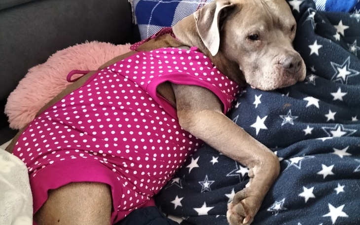 Zbiórka Wózek dla psa po operacji - zdjęcie główne