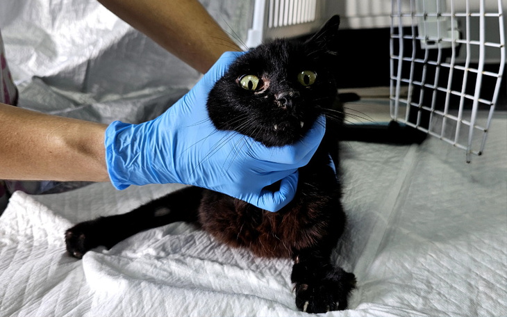 Zbiórka Sali - zdjęcie główne