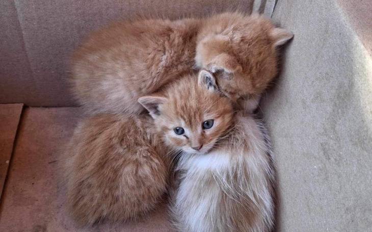 Zbiórka Transport do Koszalina - zdjęcie główne