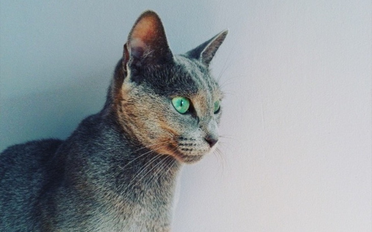 Zbiórka pilna operacja i leki dla kotka - zdjęcie główne