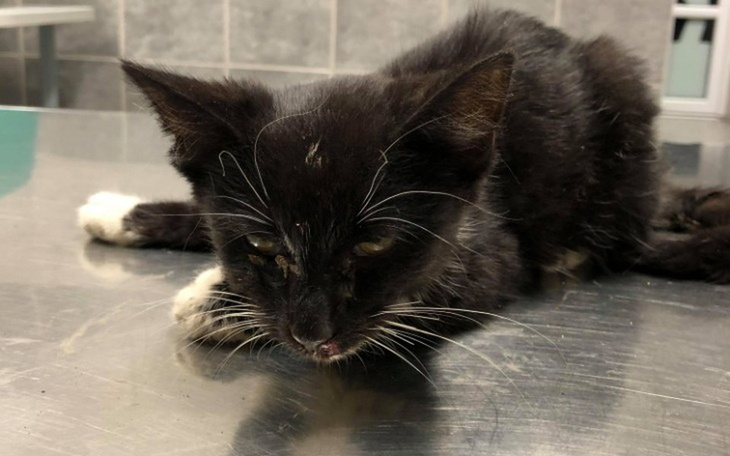 Zbiórka Ratujmy Węgielka - zdjęcie główne