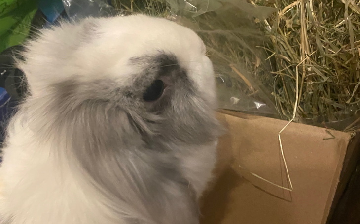 Biały królik z szarym akcentem, siedzący wśród siana.