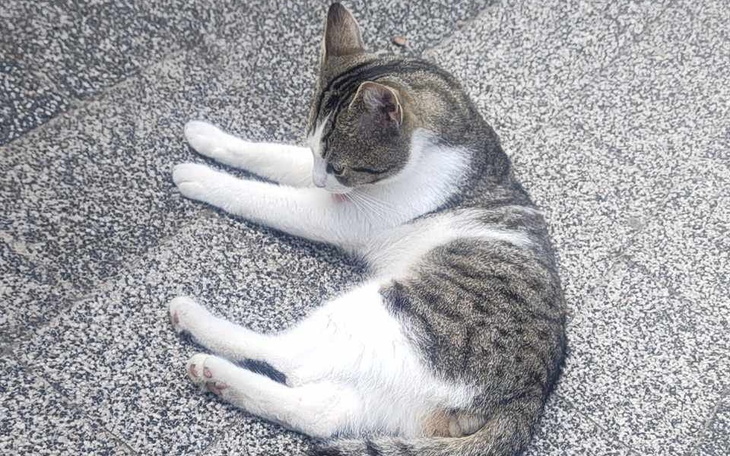 Zbiórka Szansa na dom -bezdomny kot - zdjęcie główne