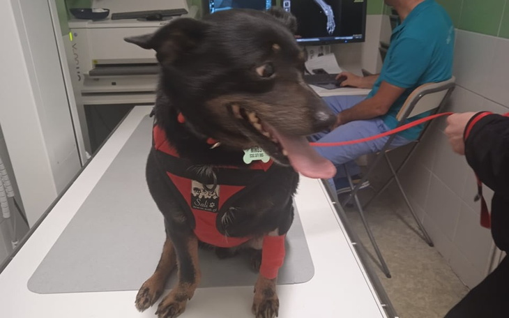 Zbiórka NA OPERACJĘ-ratujmy łapę Mikiego - zdjęcie główne