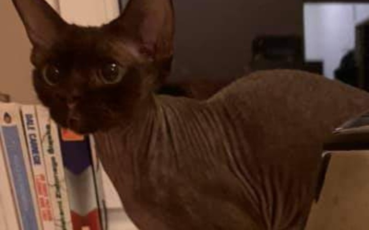 Zbiórka Zbieram na Play Station 4. - zdjęcie główne