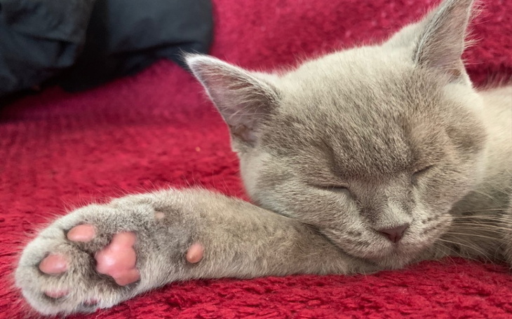 Zbiórka Emir, kocurek walczy o życie. - zdjęcie główne