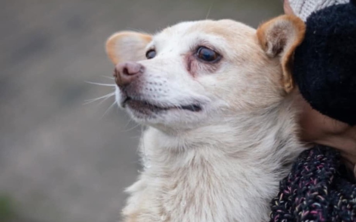 Pies z jasnym futrem, patrzy z uśmiechem.