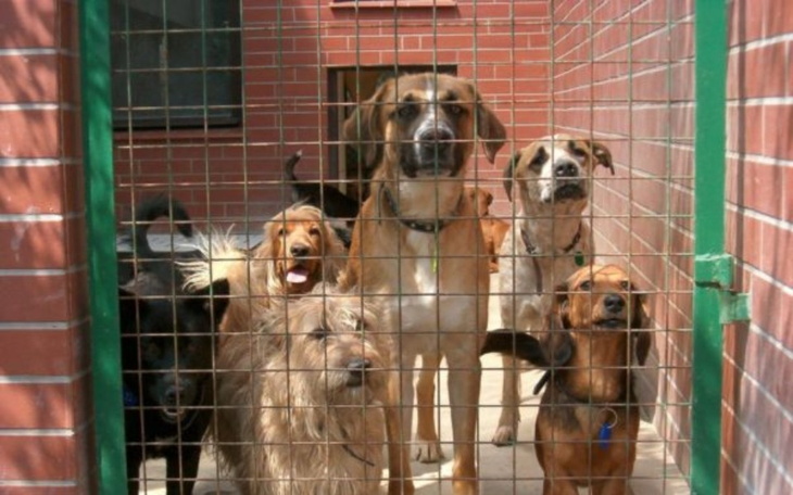 Zbiórka Zbiórka na schronisko w Radomiu. - zdjęcie główne