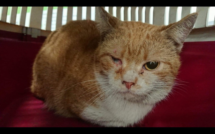 Zbiórka Uratować kolejną bidę - zdjęcie główne