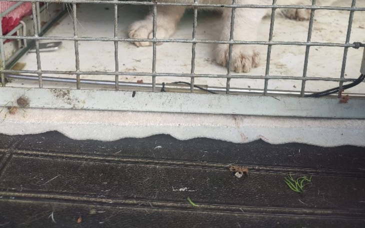 Zbiórka BIAŁY KOTEK - leczenie u wet. - zdjęcie główne