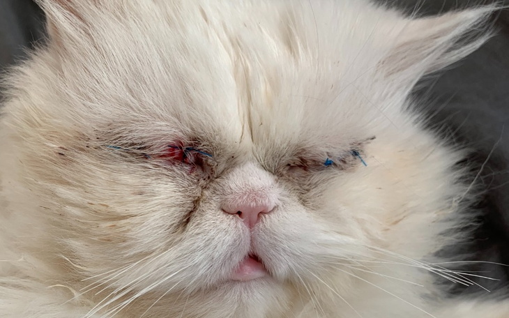 Zbiórka Ratujmy oczy Teosia - zdjęcie główne