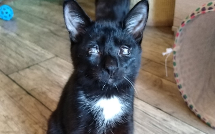 Zbiórka Przetrwanie Niebieskiej Sfory - zdjęcie główne