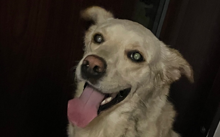 Zbiórka Na operację zaćmy Belli - zdjęcie główne