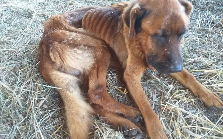 Zbiórka Sponiewierany Leon- pomoc na już - zdjęcie główne