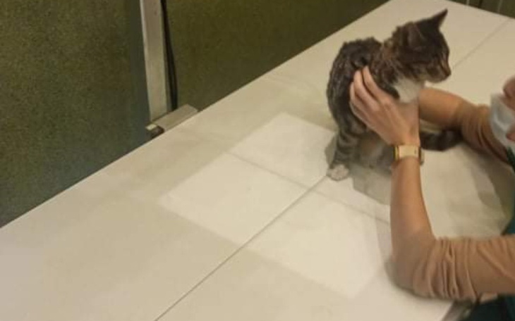 Zbiórka Ratujemy złamaną kocią łapkę - zdjęcie główne