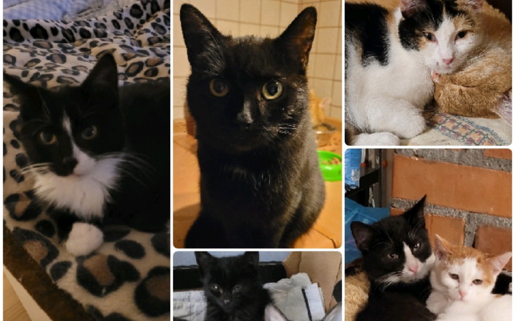 Zbiórka Sierociniec Pana Kota w potrzebi - zdjęcie główne