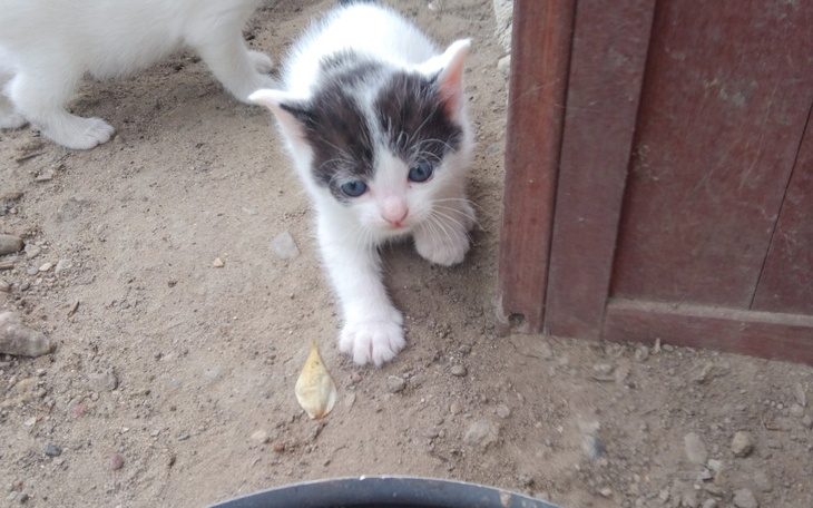 Zbiórka Koszt sterylizacji kotki - zdjęcie główne