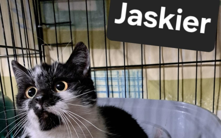 Kot w klatce, z wyrazem zdziwienia na twarzy.