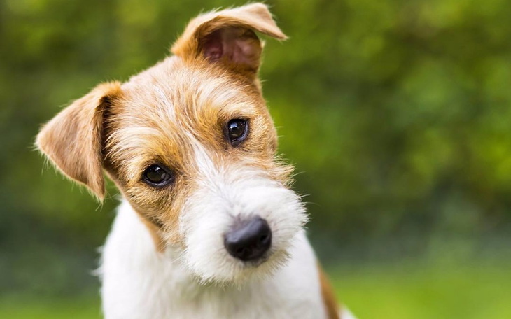 Zbiórka dla pieska kajtka - zdjęcie główne