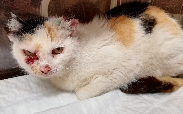 Zbiórka PomóżmyPomagać-LeczymyZwierzaki! - zdjęcie główne