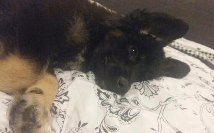 Zbiórka Na życie futrzastych przyjaciół - zdjęcie główne