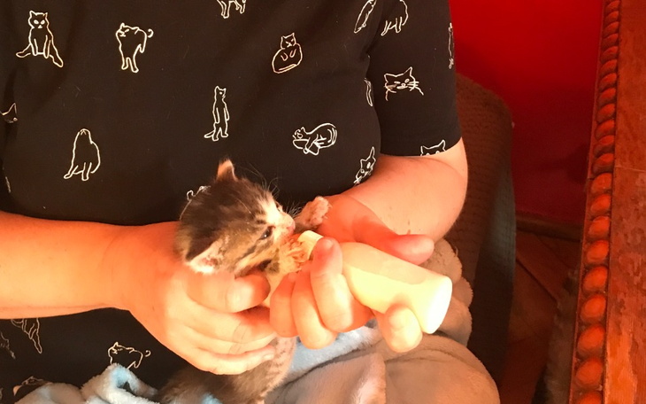 Zbiórka Pomóżmy Radomskim Kotom - zdjęcie główne