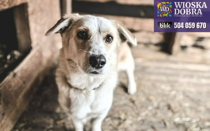 Pies w schronisku, czeka na nowy dom.