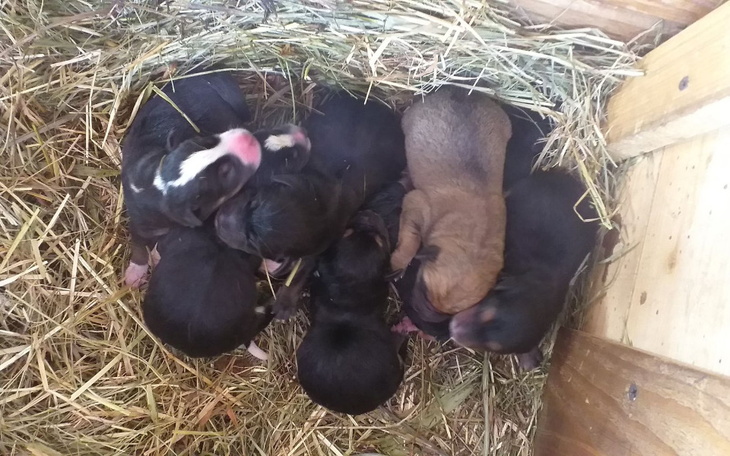 Zbiórka Maluchy skazane na zamarzniecie - zdjęcie główne