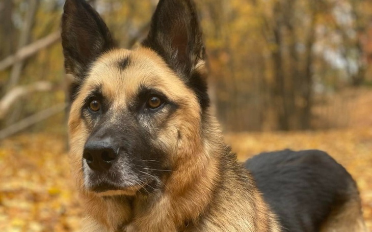 Pies w lesie, z wyraźnym spojrzeniem, otoczony jesiennymi liśćmi.