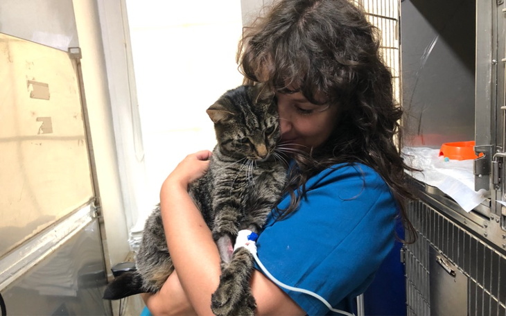 Zbiórka Leczenie Kota Brucea - zdjęcie główne