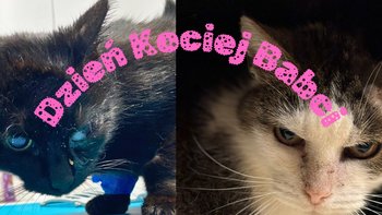 Zbiórka Podaruj prezent Kocim Babciom! - miniaturka zdjęcia