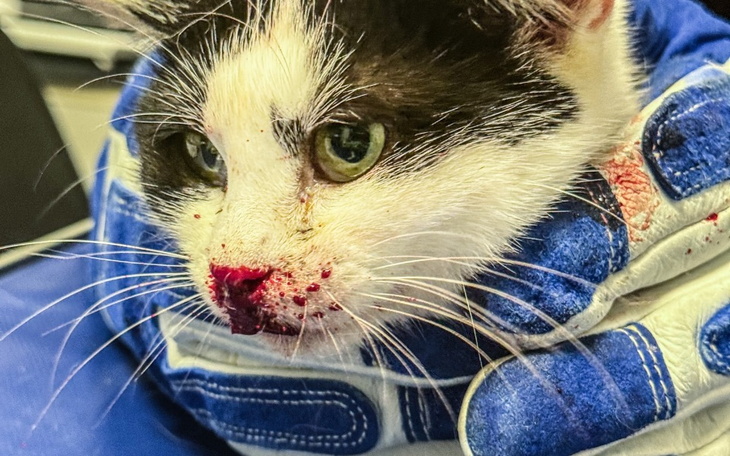 Zbiórka Przerażony Gacek błaga o litość - zdjęcie główne