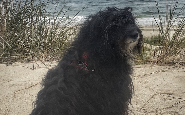 Zbiórka Na ratunek łapki Marysi - zdjęcie główne