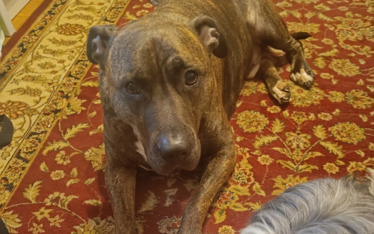 Zbiórka Operacja Ozyrysa - zdjęcie główne