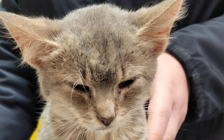 Mały kotek z zamkniętymi oczami, trzymany przez osobę.